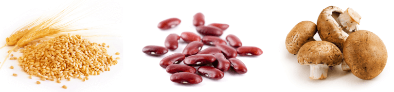 Plant-based protein source Plant-based protein source